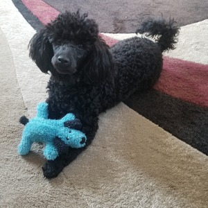 Fundraising Page: Kimberly Lewis